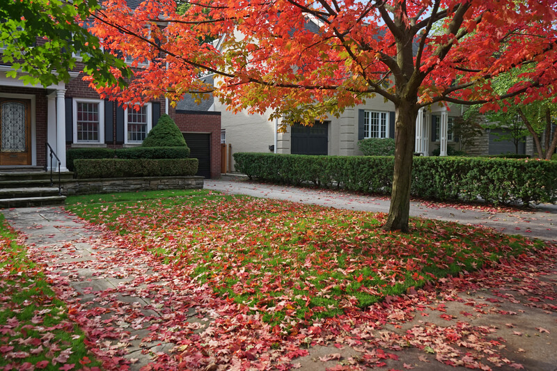 Fall leaves cover the front yard of a home