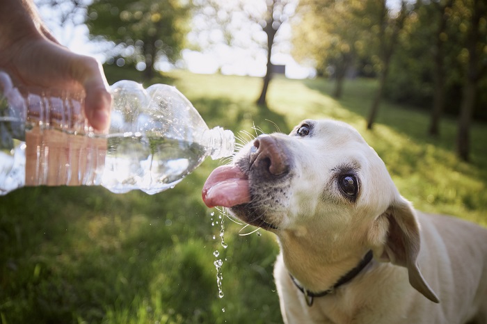 dog drinking from water bottle due to boil water advisory in wichita